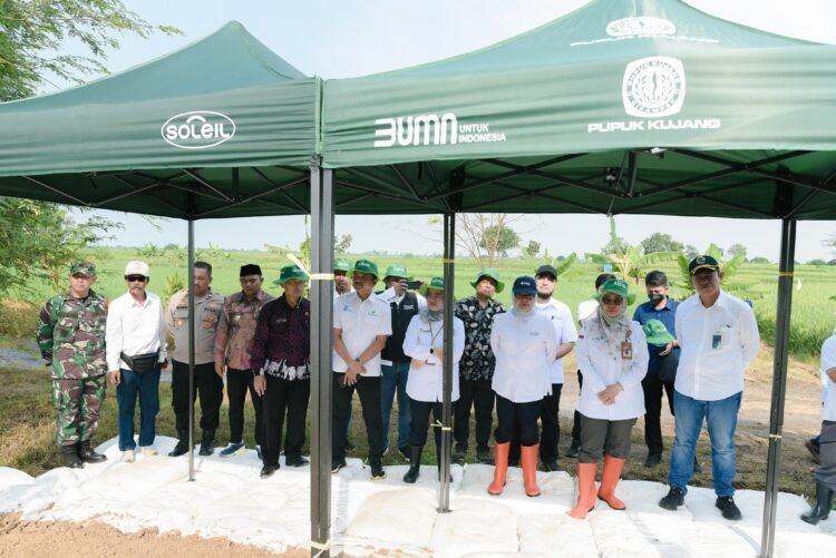 Kabar Baik! Bisa Dapat Pupuk Subsidi, Pupuk Indonesia Ajak Petani Singkong Daftar E-RDKK