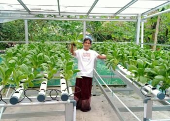 Berhasil Panen Sawi Hidroponik, Binaan Kilang Pertamina Unit Balikpapan Tambah Hasil Ekonomi Warga