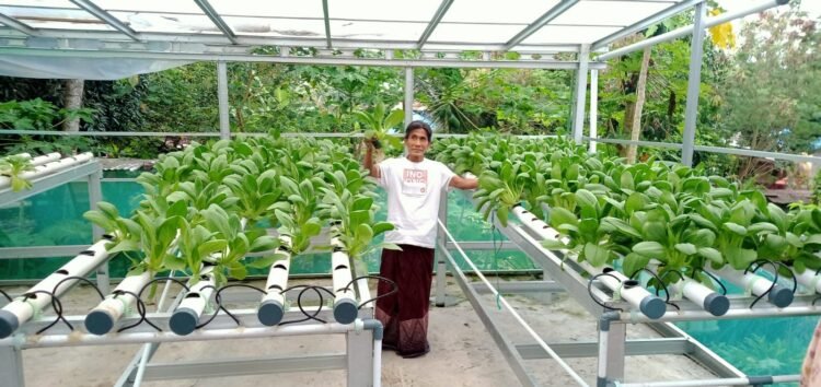 Berhasil Panen Sawi Hidroponik, Binaan Kilang Pertamina Unit Balikpapan Tambah Hasil Ekonomi Warga