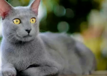 Ternyata Indonesia Memiliki Kucing Raas Domestik