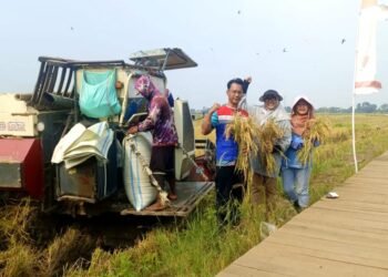Inovasi Produksi Pangan, PGN – BRIN Berhasil Panen Perdana 116 Ton Padi Biosalin di Semarang