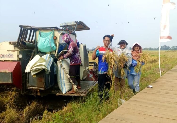 Inovasi Produksi Pangan, PGN – BRIN Berhasil Panen Perdana 116 Ton Padi Biosalin di Semarang