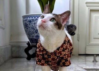 Kucing Prabowo Bobby Kertanegara Buktikan Kucing Kampung Juga Istimewa: Ini Cara Merawatnya Agar Jadi Kesayangan.