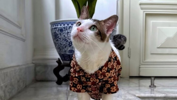 Kucing Prabowo Bobby Kertanegara Buktikan Kucing Kampung Juga Istimewa: Ini Cara Merawatnya Agar Jadi Kesayangan.