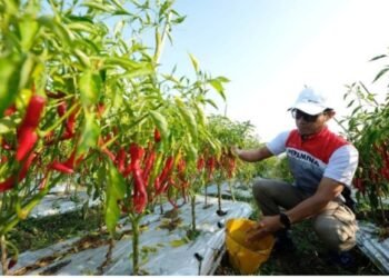 Melestarikan Hutan Dan Mendukung Kesejahteraan masyarakat Dengan Agrosilvopastura: Langkah Hijau PEPC Untuk Masa Depan Berkelanjutan