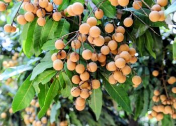 Tips Meningkatkan Hasil Tanaman Dengan Pupuk Perangsang Buah