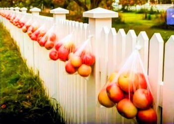 Kebiasaan Unik Warga Norwegia Berbagi Hasil Panen Buah Apel Dengan Cara Digantungkan di Pagar