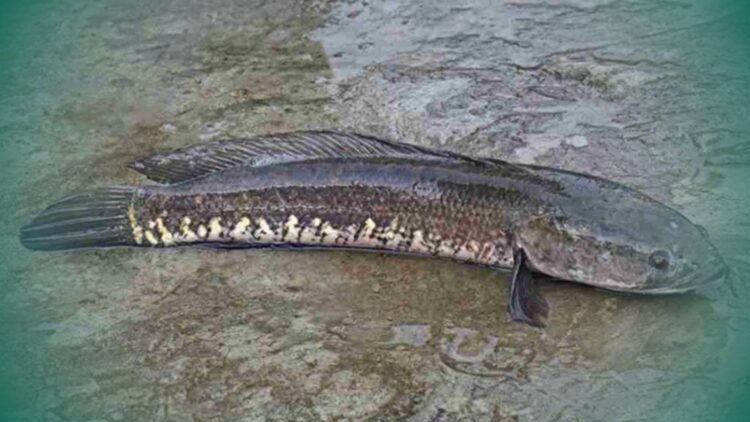 Di Sri Lanka Jadi Ancaman, Ikan Gabus Ternyata Kaya Gizi dan Nutrisi