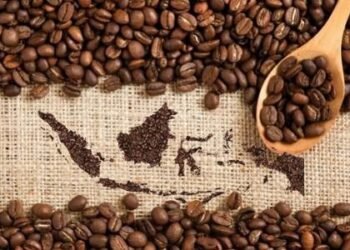 Kopi Liberika dan Excelsa Perkaya Eksotisme Kopi Nusantara