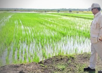 Presiden Prabowo Gaspol! Swasembada Pangan Tercapai dalam Satu Tahun.