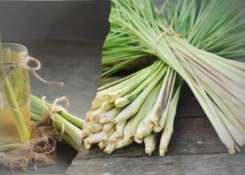 5 Manfaat Sereh untuk Kesehatan Tubuh Herbal Alami yang Wajib Ada di Rumah