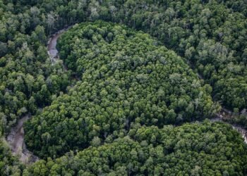Kedua Orang Ini Merelakan Lahan Pribadinya untuk Dijadikan Hutan