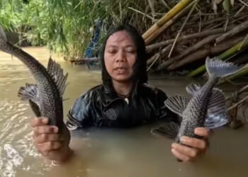 Pengakuan Tukang Somay: Ikan Sapu-Sapu Murah dan Tak Beracun, Ahli Beri Peringatan Keras Soal Bahaya Residu