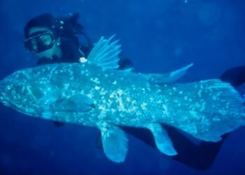 Misteri “Fosil Hidup” yang Masih Berenang di Samudra Indonesia
