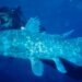Misteri “Fosil Hidup” yang Masih Berenang di Samudra Indonesia