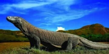 Hanya Ada di Indonesia! 5 Satwa Unik yang Menjadikan Indonesia Kaya