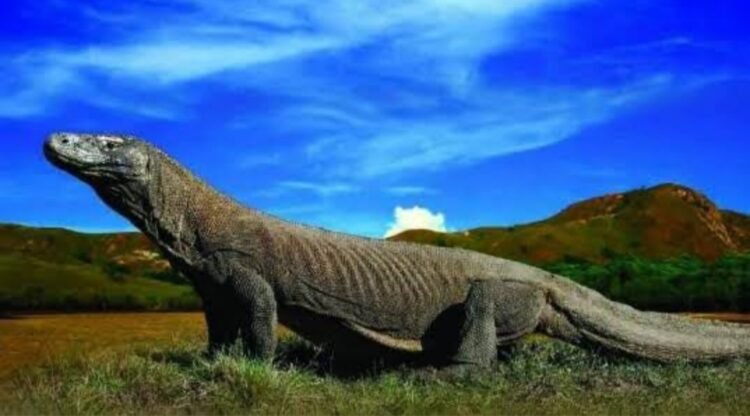 Hanya Ada di Indonesia! 5 Satwa Unik yang Menjadikan Indonesia Kaya