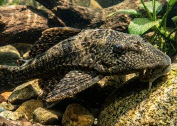 Amankah Mengonsumsi Daging Ikan Sapu-Sapu?