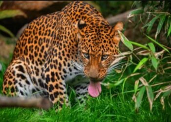 Jejak Rimba Gunung Gede – Pangrango: Dari Legenda Badak hingga Macan Tutul