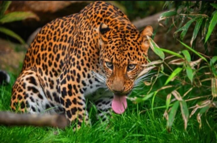 Jejak Rimba Gunung Gede – Pangrango: Dari Legenda Badak hingga Macan Tutul