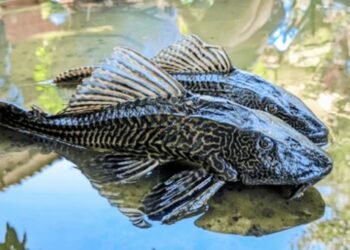 Bukan Cuma Ikan Sapu-Sapu, Berikut adalah Ikan-ikan Invansif. Yang Terakhir Banyak yang Terkecoh