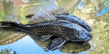 Bukan Cuma Ikan Sapu-Sapu, Berikut adalah Ikan-ikan Invansif. Yang Terakhir Banyak yang Terkecoh