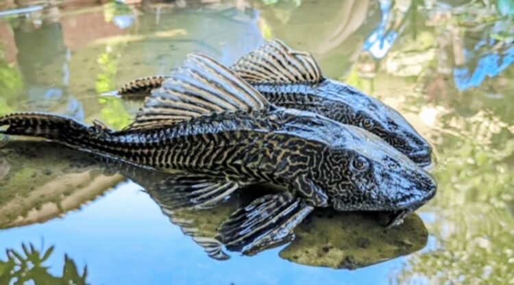 Bukan Cuma Ikan Sapu-Sapu, Berikut adalah Ikan-ikan Invansif. Yang Terakhir Banyak yang Terkecoh