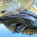 Bukan Cuma Ikan Sapu-Sapu, Berikut adalah Ikan-ikan Invansif. Yang Terakhir Banyak yang Terkecoh