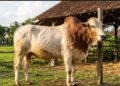 7 Cara Memastikan Kesehatan Hewan Kurban Agar Tidak Salah Pilih