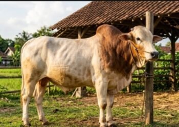 7 Cara Memastikan Kesehatan Hewan Kurban Agar Tidak Salah Pilih