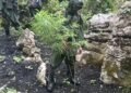 TNI Bongkar Ladang Ganja Ilegal di Papua, Terindikasi Milik KKB