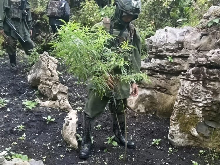 TNI Bongkar Ladang Ganja Ilegal di Papua, Terindikasi Milik KKB