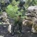 TNI Bongkar Ladang Ganja Ilegal di Papua, Terindikasi Milik KKB
