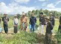 ANTAM Dorong Ketahanan Pangan Keluarga Lewat Pemanfaatan Pekarangan Rumah di Desa Mowundo