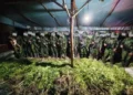 Satgas Koops TNI Habema Amankan 5.000 Batang Ganja di Yahukimo, Papua Pegunungan