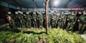 Satgas Koops TNI Habema Amankan 5.000 Batang Ganja di Yahukimo, Papua Pegunungan