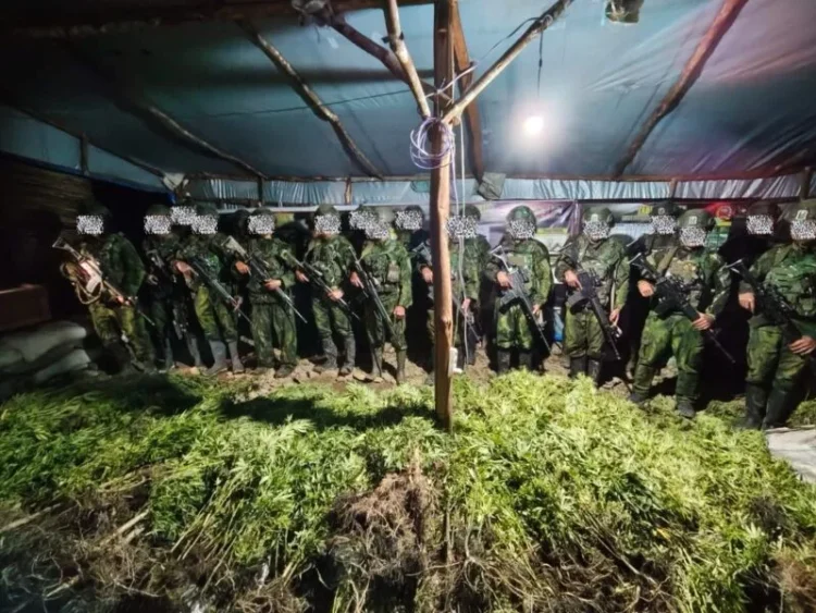 Satgas Koops TNI Habema Amankan 5.000 Batang Ganja di Yahukimo, Papua Pegunungan