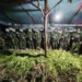 Satgas Koops TNI Habema Amankan 5.000 Batang Ganja di Yahukimo, Papua Pegunungan