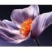 Akhirnya Xiaomi TV S Mini LED 2026 Rilis, Ini Spesifikasi hingga Harganya
