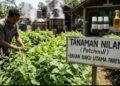 Mengenal Nilam Si “Emas Hijau” Terlihat Daun Biasa Nilainya Bisa Ratusan Juta Rupiah