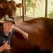 Dago Dairy Resmi Tutup, Ini Cerita di Baliknya