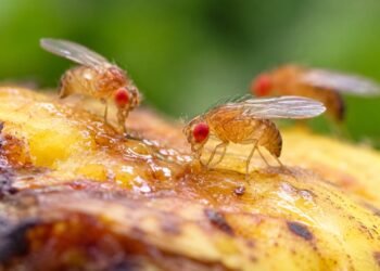 Lalat Buah Jantan Tak Berhasil Kawin Cenderung Mencari Alkohol, Ini Hasil Penelitiannya