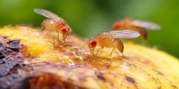 Lalat Buah Jantan Tak Berhasil Kawin Cenderung Mencari Alkohol, Ini Hasil Penelitiannya