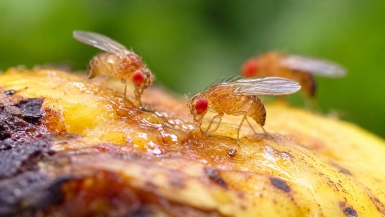 Lalat Buah Jantan Tak Berhasil Kawin Cenderung Mencari Alkohol, Ini Hasil Penelitiannya