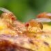 Lalat Buah Jantan Tak Berhasil Kawin Cenderung Mencari Alkohol, Ini Hasil Penelitiannya